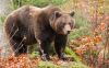 В 5 районах Пензенской области обнаружили медведей