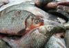 В Пензе нашли рыбу и морепродукты, опасные для употребления