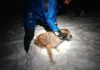 Пензенские спасатели достали собаку из реки Суры