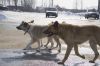 На Шуисте бродячие собаки загрызли кур во дворах частного сектора