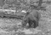 В Городищенском районе медведь попал в фотоловушку