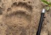 В Никольском районе обнаружили следы медведя