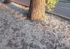 Пензенцы попросили спилить в городе все тополя