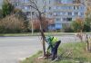 Вместо спиленных деревьев в Пензе высадят 5 тысяч новых