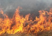В области от травы загорелись четыре дома