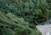 Пензенец незаконно срубил 9 "новогодних" деревьев