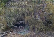 В Пензе на улице Ленина дерево упало на машину