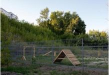 В Пензе появится первая площадка для выгула собак