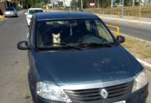 В Пензе хозяева оставили собаку в машине на жаре