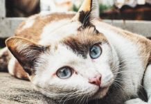 ﻿Выбросивший в окно кота мужчина заплатит штраф в 20 тысяч 