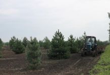 В Пензе облагораживают лес