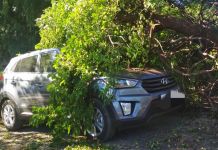  В Пензе яблоня упала на дорогую иномарку