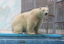 В пензенском зоопарке из вольера уберут белого медведя