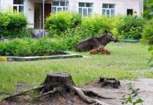 Зареченцы встретили около детского сада лосиху с детенышами