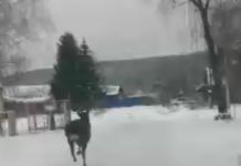 По улицам Кузнецка бегает косуля