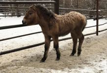 В пензенский зоопарк привезли лошадь Пржевальского