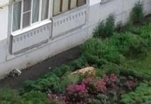 В Пензе на улице Терновского из многоэтажки выпала пенсионерка 