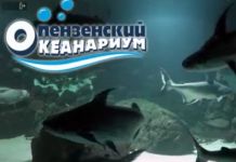 Пензенцев приглашают увидеть уникальных рыб