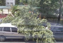 В Пензе около детского сада дерево упало сразу на две машины