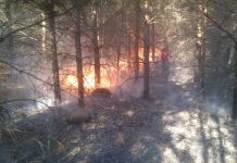 Высокая пожарная опасность пензенских лесов сохранится до 8 августа