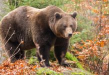 В Пензенской области насчитали 10 медведей
