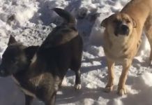 В Пензенской области неизвестный пытался заживо замуровать бездомных собак
