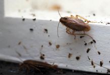 В пензенских школах происходит нашествие тараканов