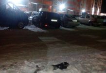 На улицах Кузнецка разбросаны трупы собак, - соцсети 
