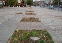 Пензенцам ответили, почему спилили деревья на улице Плеханова