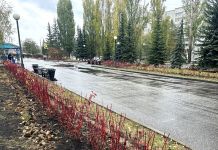 В Пензе на озеленение города потратят 15 млн рублей