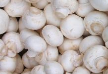 В Пензенской области в 5 раз выросло производство грибов