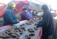 Власти ищут меры снижения цен на картофель и овощи