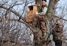 В Пензе на деревьях развесили совятники