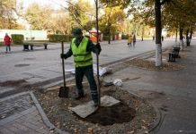 На центральных улицах Пензы начали высаживать липы