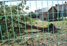 В Пензе зоопарк пострадал от урагана