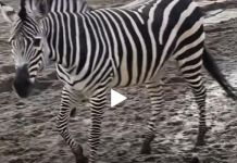 В пензенском зоопарке поселилась цирковая зебра