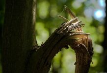 Пензенцы сообщают об опасной иве около детского сада