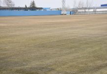 Живой газон СК «Зенит» успешно пережил зиму