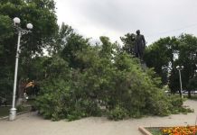 В Пензе ураган уронил дерево на Белинского