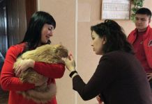 В Пензе объявили сбор кормов для домашних животных 