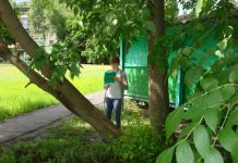 В Пензе посчитали сухие деревья