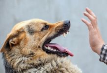 Пострадавшая от укусов собак пенсионерка получит 30 тыс рублей