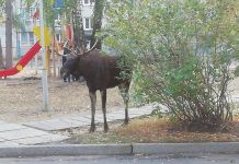 Из Заречного планируют вывезти четырех лосей 