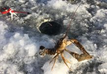 Пензенский рыбак поймал большого рака 