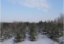Более 235 000 пензенских елочек разъехались по России и зарубежным странам