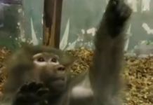 ﻿Мартышка в пензенском зоопарке научилась рисовать. ВИДЕО