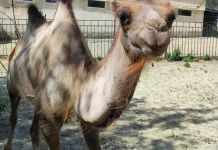 В пензенском зоопарке появился молодой верблюд Эльбрус