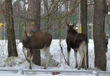 В Заречном экологи раскладывают соль для лосей