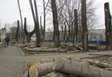 В Пензе уничтожают деревья
