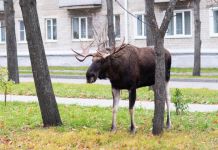 Лосей из Заречного вывезут по первому снегу 